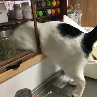 イタズラ現行犯すぎるネコ　　にゃもさん