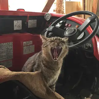 俺の愛車に触れるなー!すぎるネコ　　とらさん