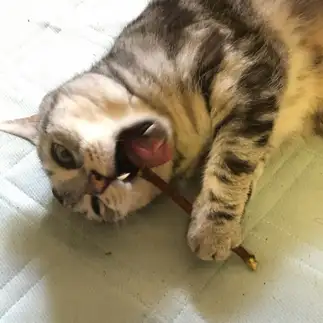 必死すぎるネコ　　鎌鼬さん