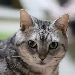 ドヤ顔すぎるネコ　　鎌鼬さん