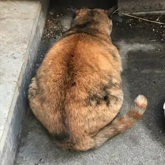 ツンデレすぎるネコ　　林谷美香さん