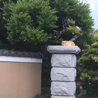 そんなとこで落ち着きすぎるネコ　　西村望さん