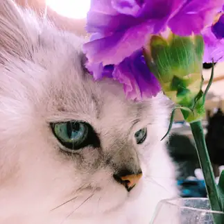 花を愛しすぎるネコ　　Judyさん