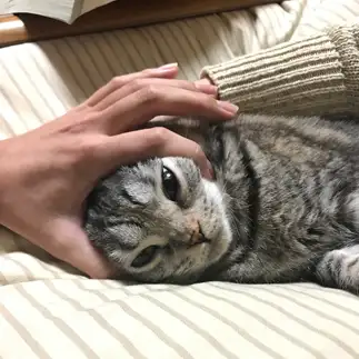 されるがまますぎるネコ　　たにがきさん