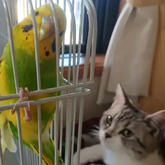インコに片想いすぎるネコ　　ゆうたさん