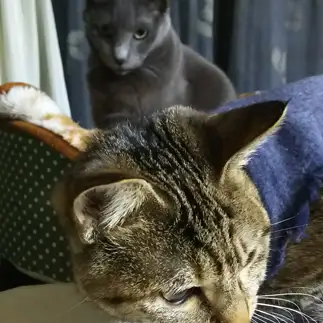 見られすぎるネコ　　のものもさん