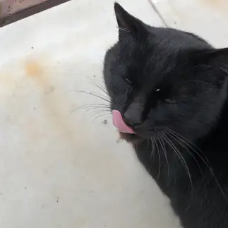 ナメすぎるネコ　　しいぽよさん