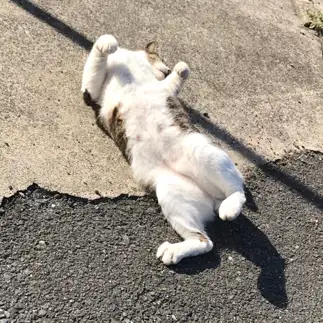あ～よく寝たな～すぎるネコ　　日々さん