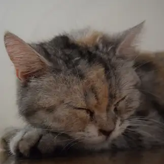 眠すぎるネコ　　北見優樹さん