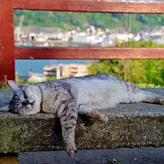 無防備すぎるネコ　　俺の空さん