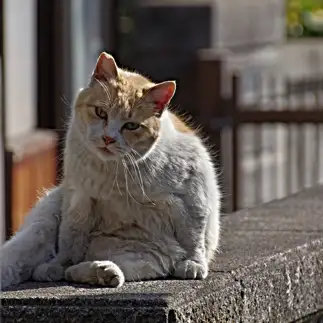 猫背すぎるネコ　　俺の空さん