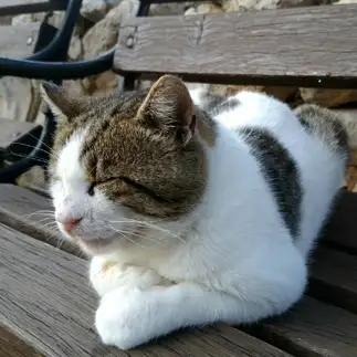 熟睡すぎるネコ　　もりななさん