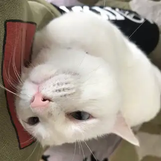 あざとすぎるネコ　　りんとあんずさん
