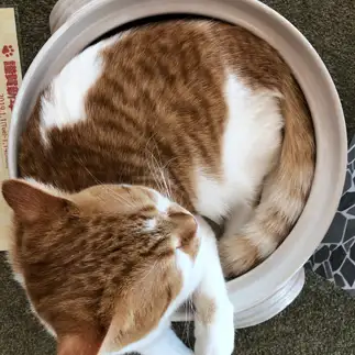 鍋にすっぽりハマりすぎるネコ　　ふゆみやさん