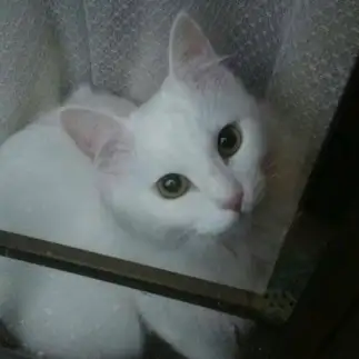 しろすぎるネコ　　レクイエムさん