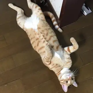 警戒心が無さすぎるネコ　　あいおいさん
