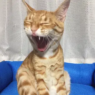アゴが外れる位笑いすぎるネコ　　あいおいさん