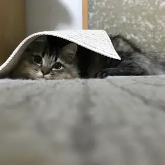 隠れるのが下手すぎるネコ　　竹之内睦美さん