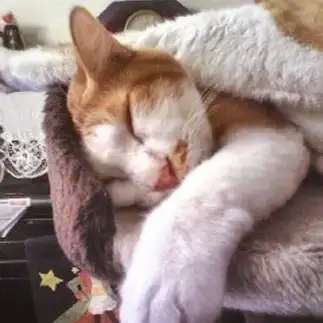 軟体動物すぎるネコ　　くるるんさん