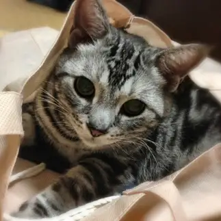 袋が大好きすぎるネコ　　くるるんさん