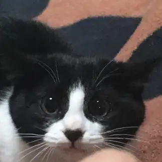 目ヂカラ凄すぎるネコ　　いちさん