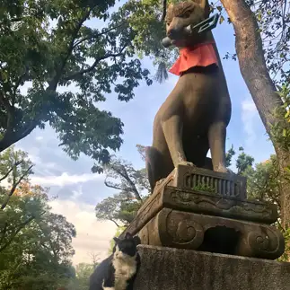 狐になりきりすぎるネコ　　まゆさん