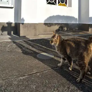 神秘すぎるネコ　　空想紀行さん