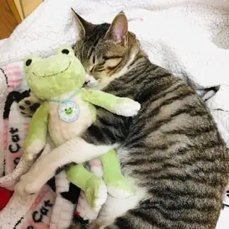 人間すぎるネコ　　むぎさん