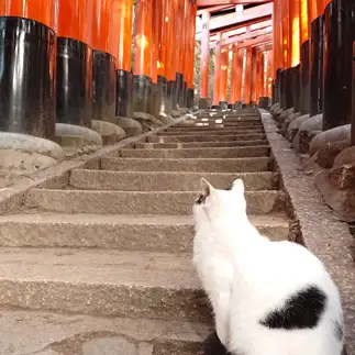 神聖すぎるネコ　　せんじゅさん