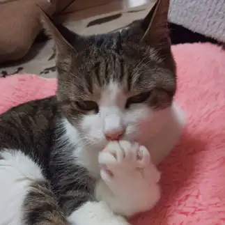 思い出し笑いが止まらなすぎるネコ　　winchanママさん