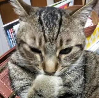 考えすぎるネコ　　どろろんさん