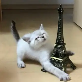 止まるの下手すぎるネコ　　イブさん