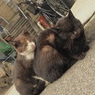哀愁漂いすぎるネコ　　みかしょさん