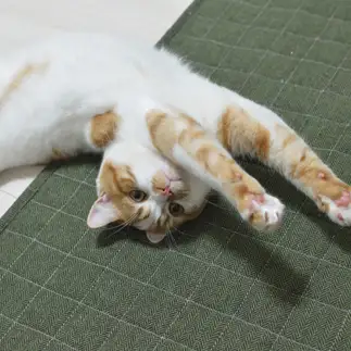 スーパーマンすぎるネコ　　みろぬし。さん