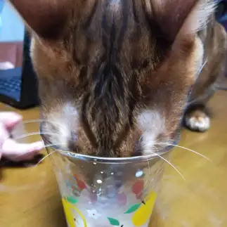 牛乳を飲みたすぎるネコ　　奥田ルーさん