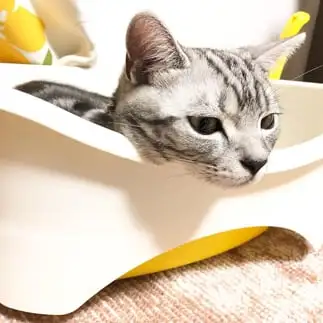 哀愁が漂いすぎるネコ　　さやまめ。さん