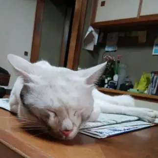ひげが濃すぎるネコ　　望月 幸太さん