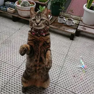 二足歩行うますぎるネコ　　佐藤利江さん