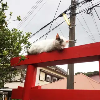 神の使い感ありすぎるネコ　　べぇさんさん