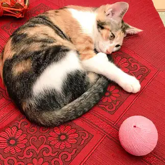毬のまねっこ感ありすぎるネコ　　べぇさんさん