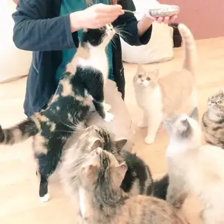 おやつにたかりすぎるネコ　　たっくんさん