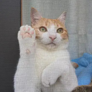 招き猫すぎるネコ　　相田麗美さん