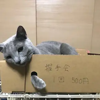 握手会がダルすぎるネコ　　アルミ缶さん