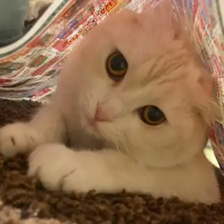 チラシの下に隠れて猫じゃらしを待ちすぎるネコ　　あおパパさん