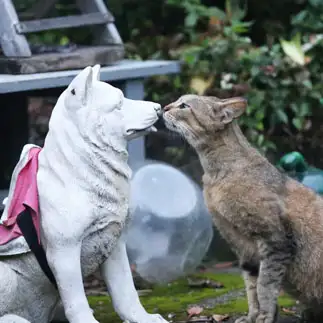 イミテーションラブすぎるネコ　　tzkrsatoruさん