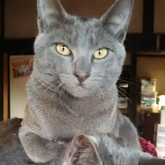 態度がデカすぎるネコ　　ひでさん