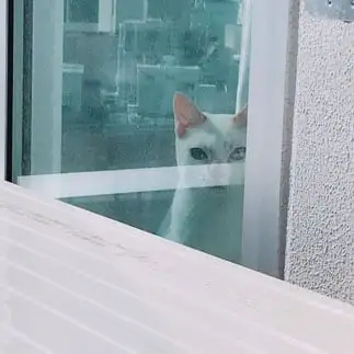 家政婦ミタすぎるネコ　　うっきーさん