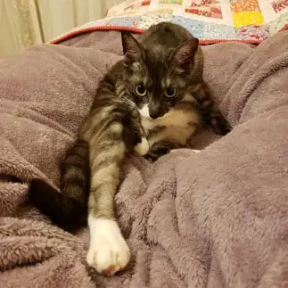 足が長すぎるネコ　　らぶにゃんこさん