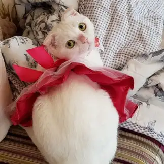 おしりが見えすぎるネコ　　らぶにゃんこさん