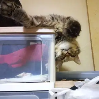 下が気になりすぎるネコ　　猫城さん